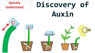 Discovery of Auxin [upl. by Harmonia299]