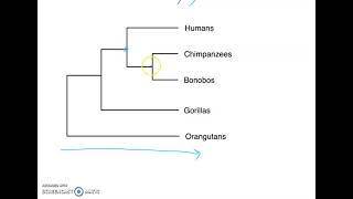 Phylogenetic Tree Basics [upl. by Haek]