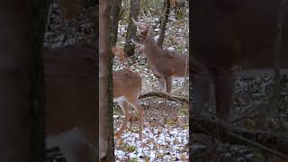 INSANE FOOTAGE GIANT Buck With Gash In His Neck Locked On A Doe shorts [upl. by Adiari]