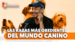 ¿CONOCES LAS RAZAS MÁS OBEDIENTES DEL MUNDO CANINO Y POR QUÉ [upl. by Haorbed]