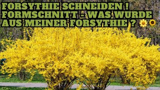 Forsythien schneiden  Wachstum meiner Forsythie nach einem Jahr [upl. by Bogoch233]