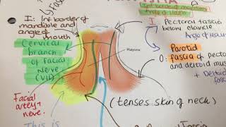 Platysma muscle neck muscle origin explanation [upl. by Joh185]