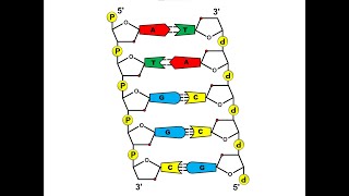 Aufbau der DNA [upl. by Htiaf]