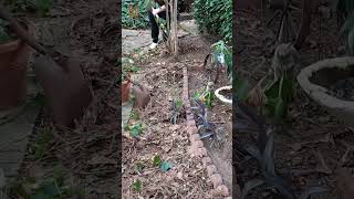 Fall clean up youtubeshorts yardwork ifeelgood [upl. by Socem]