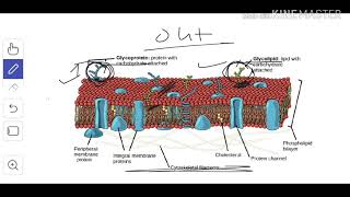 Cytology 4 Glycolipids amp Glycoproteins [upl. by Delcine440]