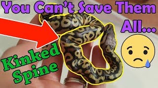 When and How to Euthanize a Snake [upl. by Atiuqihc]