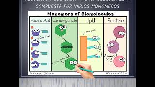 MACROMOLECULAS [upl. by Toinette]