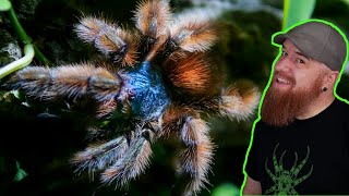 Antilles Pinktoe Tarantula Rehouse  Caribena versicolor [upl. by Julissa]