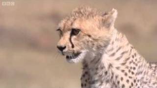 Cheetah Attacks Gazelle  Big Cat Diary  BBC [upl. by Animaj]