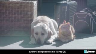 Zylkene  Helping Your Pet Cope With Traveling [upl. by Vogeley363]