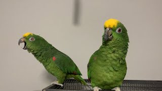 Parrot Talking and thensmh  Amazon Parrot [upl. by Chaiken]