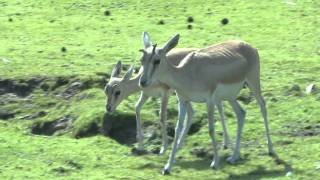 Perzische Kropgazelle Safaripark Beekse Bergen [upl. by Damle]