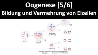 Oogenese Bildung und Vermehrung von weiblichen Geschlechtszellen  Keimzellen  Eizellen  56 [upl. by Ranson]