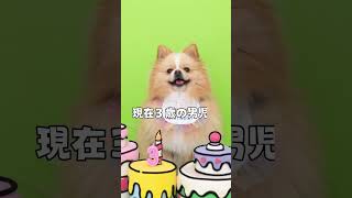 1分で分かるピカルディdog 犬pomeranian ポメラニアン癒し [upl. by Anirdua]