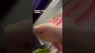 Noodle noodlingnoodle axolotl axolotlpet fypシ゚viral [upl. by Oicnanev]