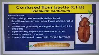 Confused flour beetleTribolium confusum [upl. by Anayi]