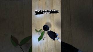 Potting up Hoya parasitica black margin hoyaplant plants indoorplants potting shorts short [upl. by Coriss591]