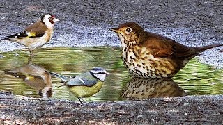 Birds in The Puddle Bird Bath [upl. by Yllek433]