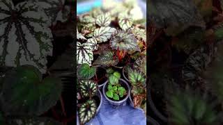 Begonia😊💗💗 november листопад begonia nature [upl. by Llevaj]