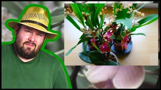 Orchideen online bestellen  Ein Test  Flol [upl. by Hillari109]