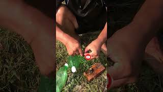 Catch Fish with a DIY Bottle Trap Quick amp Easy fishing fishtrap shorts [upl. by Zakarias162]