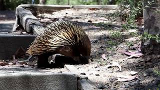 Echidna in Lysterfield Park [upl. by Nylqcaj598]