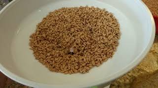 The Benefits of Sprouted Wheat [upl. by Ivana869]