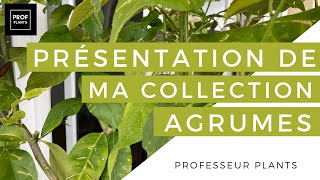 PRÉSENTATION DE MA COLLECTION D’AGRUMES [upl. by Ralston]