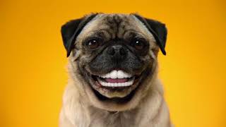 Doggy Dentures  PEDIGREE® DENTASTIX® Commercial [upl. by Quartet569]