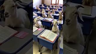 Shaheen school Jake ye kya dekh Raha Hai shaheen338 comedyvideos funny shorts ytshots [upl. by Anerev960]