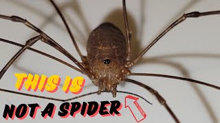 Are Daddy Long Legs Spiders [upl. by Montagna225]