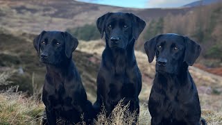 Gundog Training with 3 Labrador Retrievers Memory Retrieve then Marked Retrieve [upl. by Batty]