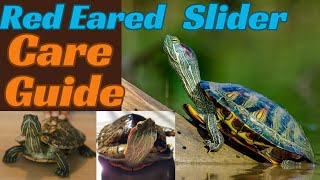 Red Eared Slider Care Guidethe Best pet turtle [upl. by Yukio]