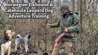 Norwegian Elkhound amp Catahoula Leopard Dog  Obedience amp Socialization Session [upl. by Simpkins]