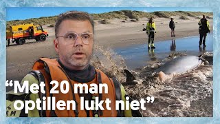 Gaan deze DOLFIJNEN het redden  Redders op zee 9 [upl. by Sherurd544]