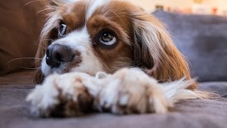 Cavalier King Charles Spaniel Little Fluffy Friend Playful Pop 🎶 [upl. by Perrie]