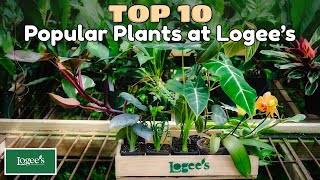 The Top 10 Most Popular Houseplants at Logees [upl. by Luehrmann]