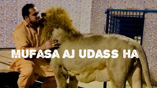 Mufasa tu aj keh raha ka bss mujhay galay lagaye rakho [upl. by Lura]