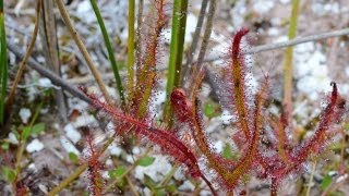 Drosera binata Westport [upl. by Eltsyrc]