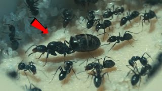 Iridomyrmex Queen Inside The Nest [upl. by Davine]