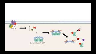 GPCR AC cAMP PKA pathway [upl. by Minabe]