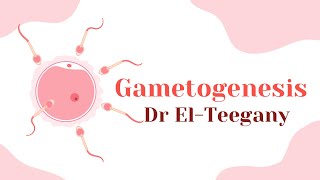 Gametogenesis  Embryology  IBS [upl. by Donny]