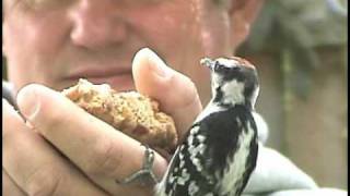 How To HandFeed Woodpeckers And Other Backyard Birds [upl. by Aliuqat427]