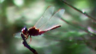 Insect World Macro Nature Video  sony dcrdvd610 [upl. by Assirahc]