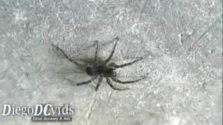 Pardosa vancouveri Lycosidae small wolf spider  aranha lobo [upl. by Salahcin155]