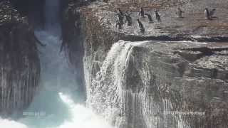 Rockhopper Penguins off cliff face SF1907 [upl. by Anjanette215]