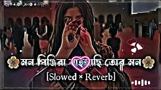 মন পঞজর Mon Pinjira Mon Pinjira Slow Music slowed  reverb [upl. by Ettereve107]