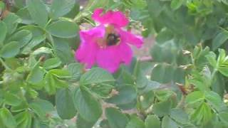 Rosa rugosa spotted at Brooklyn Bridge Park Pier One [upl. by Elinnet]