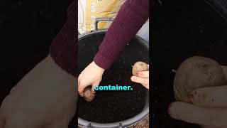 Growing Potatoes in Containers A Smart Choice for Urban Gardeners shorts [upl. by Hudgens]