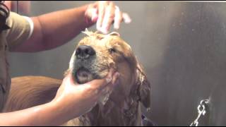 How to Bathe Your Dog  Dog Grooming [upl. by Hayidan]